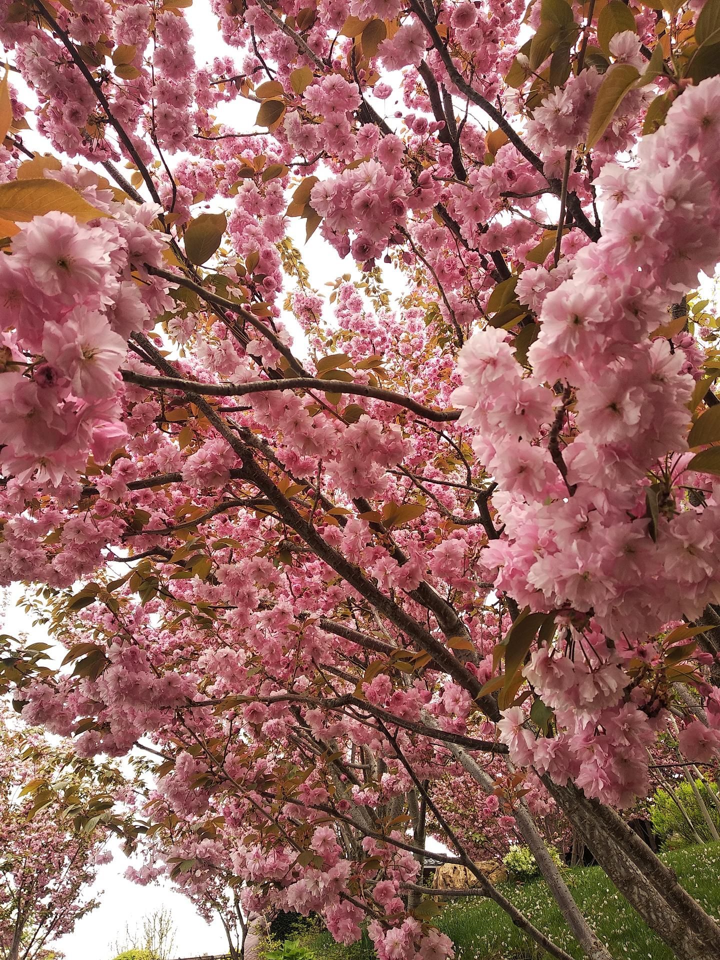 Праздник Цветения Сакуры в Японском саду «Шесть чувств» Mriya Resort 27.04.24